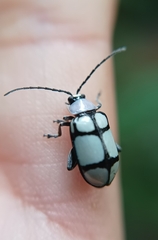 Omophoita octoguttata