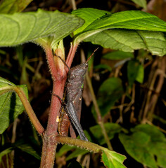 Maculiparia rotundata