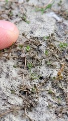 Veronica lilliputiana