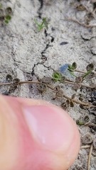 Veronica lilliputiana