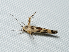 Stathmopoda melanochra