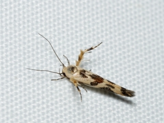 Stathmopoda melanochra