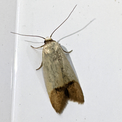 Tachystola stenoptera