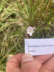 Veronica decora