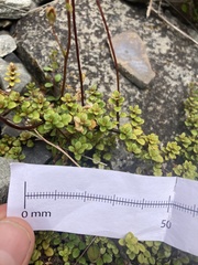 Veronica decora