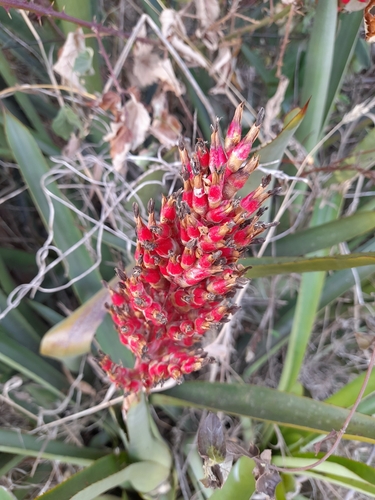 Aechmea distichantha