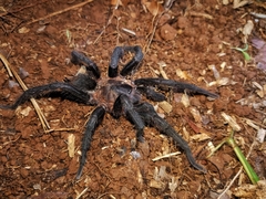 Lasiodora