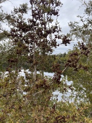 Chamaecyparis thyoides