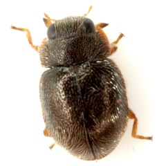 Cephaloscymnus occidentalis
