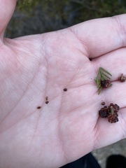 Chamaecyparis thyoides