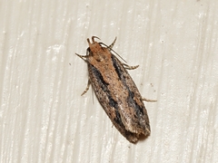 Leptocroca sanguinolenta