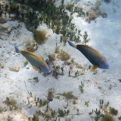 Acanthurus dussumieri