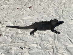 Amblyrhynchus cristatus hassi