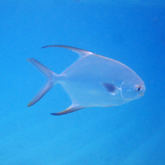 Trachinotus blochii