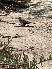 Columbina cruziana