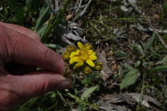 Senecio integerrimus