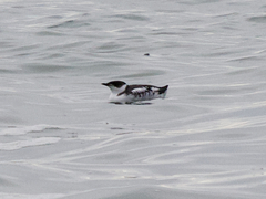 Brachyramphus marmoratus