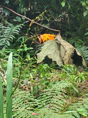 Crocosmia