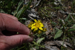 Senecio integerrimus