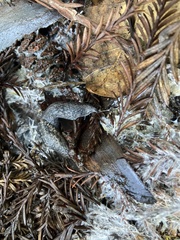 Prophysaon andersonii