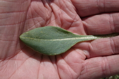 Senecio integerrimus