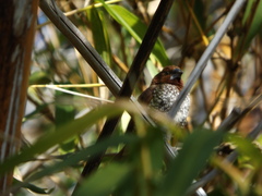 Lonchura punctulata