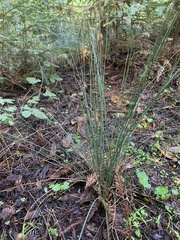 Juncus patens