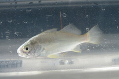 Bairdiella chrysoura
