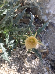 Mentzelia hirsutissima