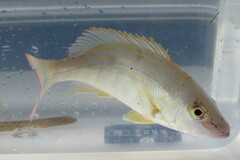 Lutjanus synagris