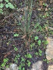 Juncus patens