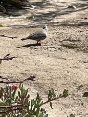 Columbina cruziana