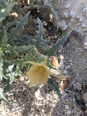 Mentzelia hirsutissima