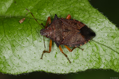 Podisus fuscescens