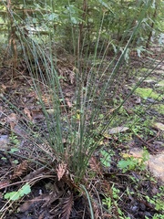 Juncus patens