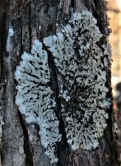 Phaeophyscia hirsuta