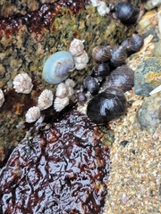 Testudinalia testudinalis