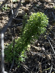 Eriophyllum confertiflorum