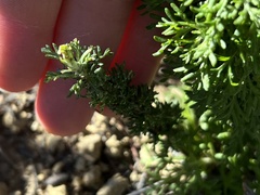 Eriophyllum confertiflorum