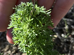 Eriophyllum confertiflorum