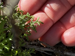 Eriophyllum confertiflorum