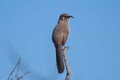 Toxostoma crissale