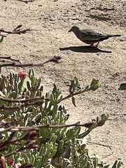 Columbina cruziana