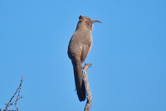 Toxostoma crissale