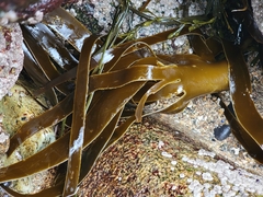 Laminaria digitata