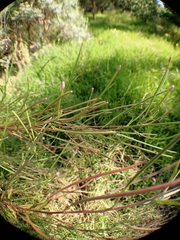 Epilobium billardiereanum