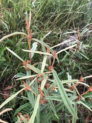Lasiopetalum ferrugineum