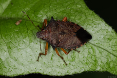 Podisus fuscescens