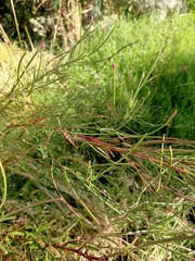 Epilobium billardiereanum