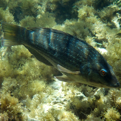 Notolabrus inscriptus